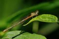 Ceriagrion tenellum